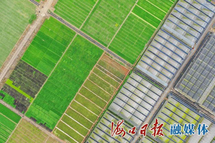 科技绘就村美民富好“丰”景——海口科技赋能乡村振兴纪实